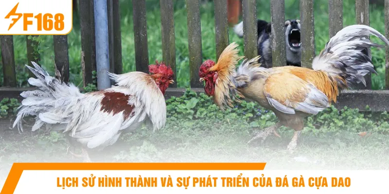 Lịch sử hình thành và sự phát triển của đá gà cựa dao